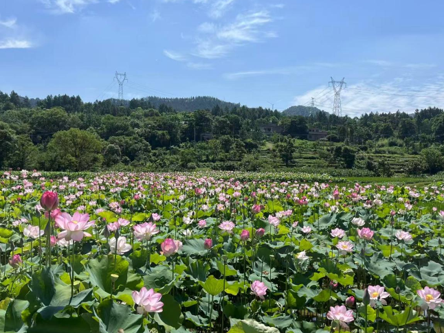 祁阳：发展荷花经济 促进乡村振兴