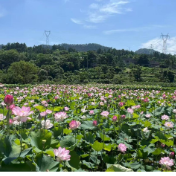 祁阳:发展荷花经济 促进乡村振兴