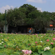 永州冷水滩：荷花盛放添夏韵（组图）