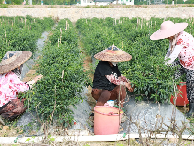新田：辣椒丰收采摘忙 蔬菜产业助增收