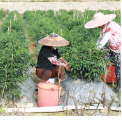 新田：辣椒丰收采摘忙 蔬菜产业助增收