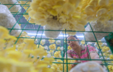 道县：菌菇产业兴乡村