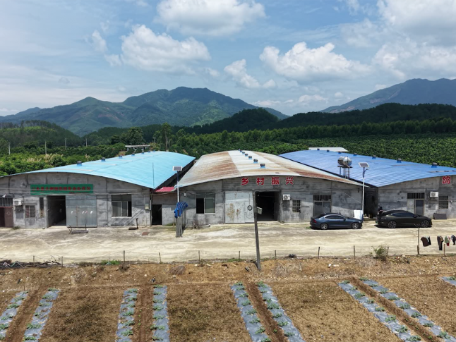 江永：“香柚+肉鸽”双产融合模式助力群众增收