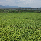 宁远：盛夏抢收忙 金叶助增收