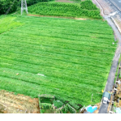 双牌：生态西瓜喜获丰收 客商云集购销两旺