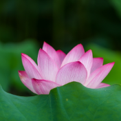 湖南新田：夏日荷花美（组图）