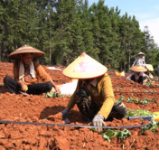 蓝山：千亩红薯定植忙 滴灌助耕拓产业