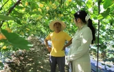 江永：高温高湿病虫害多发 气象护航湾区“菜篮子”