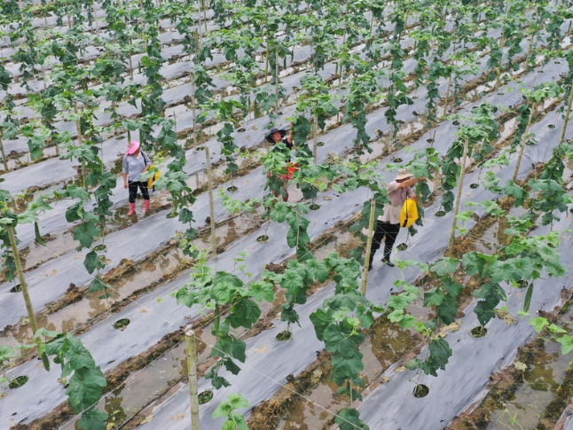 江永：丝瓜喜获丰收 俏销两广市场
