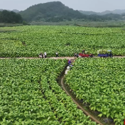 江华:烤烟采烤忙 烘烤“110”精准服务助增收
