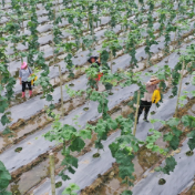 江永：丝瓜喜获丰收 俏销两广市场