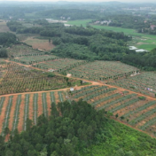 永州冷水滩:芒种时节管护忙 满园油茶孕硕果