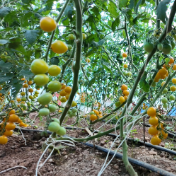江华:番茄抢抓花期忙授粉