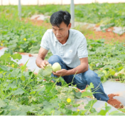 新田:百亩香瓜迎采收旺季 脆甜鲜果抢“鲜”发往大湾区
