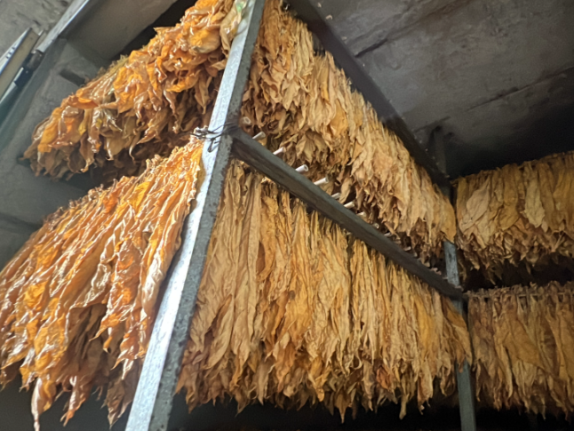 江永：烤烟进入烘烤旺季 机械化编烟助农减工增效