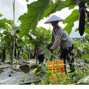 江永:红茄丰收采摘忙 订单农业稳保农户增收