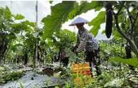 江永：红茄丰收采摘忙 订单农业稳保农户增收
