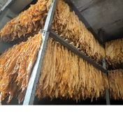 江永:烤烟进入烘烤旺季 机械化编烟助农减工增效