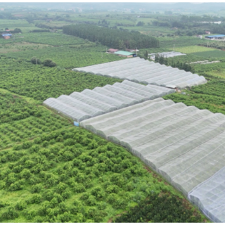 道县:生态鹰嘴桃新鲜上市 甜蜜鲜果助农增收