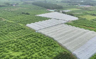 道县：生态鹰嘴桃新鲜上市 甜蜜鲜果助农增收