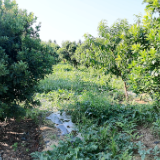 双牌县朝阳村：杨梅林下套种西瓜 立体种植喜迎丰收季