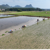 宁远：盛夏耕耘不停歇（组图）