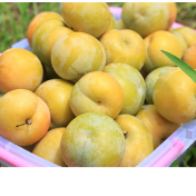 蜂糖李“触电”新玩法:认养一棵树,“云种李”甜了苏湘两地