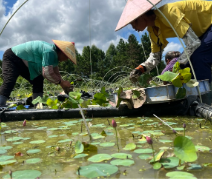 江永:碗莲开出“致富花”