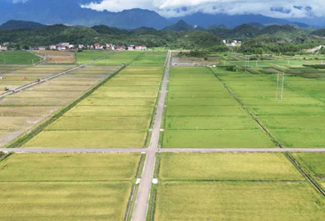 道县：万年稻源忙双抢 玉蟾岩生态早稻开镰收割