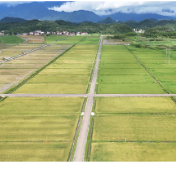 道县:万年稻源忙双抢 玉蟾岩生态早稻开镰收割