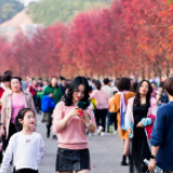 益阳东部新区：网红枫叶打卡地 周末迎来“人从众”