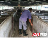 益阳：赫山区多措并举稳定生猪生产