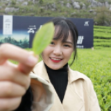茶乡“薇”遇记③｜乐在安化：在云海之上体验采茶乐