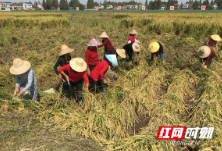 恰是秋收农忙时 沅江退伍军人种植巨型稻迎来大丰收