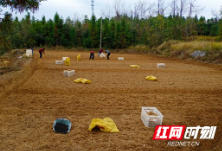 春耕时刻④ | 益阳安化：“湘中药库”点亮发展新引擎