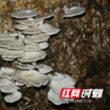 沅江芦苇产业转型立足绿色生态促经济助脱贫 
