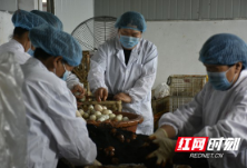 益阳资阳区：蛋使千人不惧贫 定叫小康来敲门