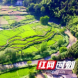 镇镇有声·安化⑤｜变则思路通 冷市镇产业为基奔赴小康