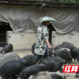 村村向上·安化③｜董家村：致富路上快乐的藏香猪