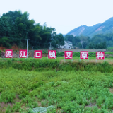 走进赫山看小康⑩｜南坝村：年年艾草绿 岁岁致富香 