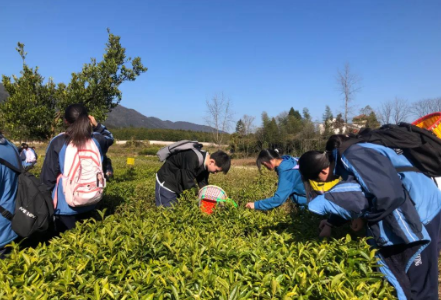 安化县第十二中学在白沙溪开展“探秘白沙溪 寻道黑茶源”研学