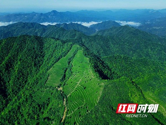 洞马村狐耳山茶园。