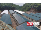 农发行赫山区支行240万贷款为生猪养殖注入“金融饲料”