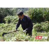 高山之上绿叶新！桃江80后青年回乡制茶成为村庄发展“引路人”