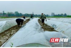 赫山泉交河镇：务工游子摇身一变成种粮大户