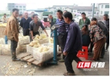 桃江：春笋新鲜上市