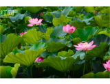 视频 | 南县：接天莲叶无穷碧 一塘汇聚藕虾鱼