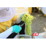 视频｜一大波无核白葡萄正在赶来！益阳上下齐心助力“疆品入湘”