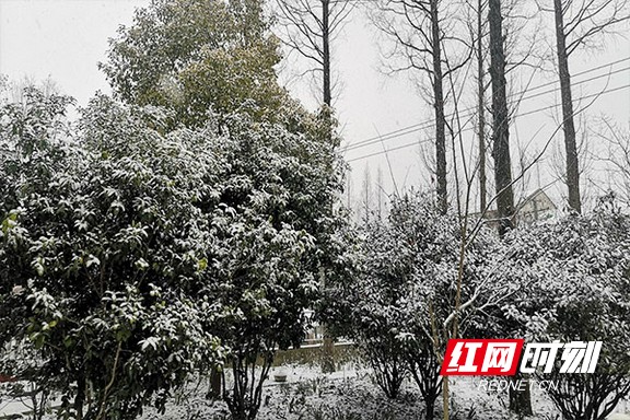 1月7日清晨，南县武圣宫镇下起了2021年的第一场雪，正如诗词中所说“忽如一夜春风来，千树万树梨花开”。1月7日清晨，南县武圣宫镇下起了2021年的第一场雪，正如诗词中所说“忽如一夜春风来，千树万树梨花开”。