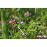 大通湖区金盆镇：无人机飞撒紫云花海